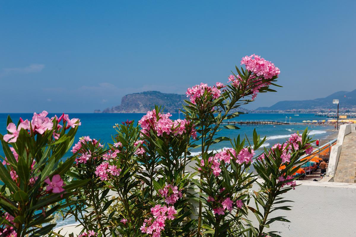 King As Alanya
