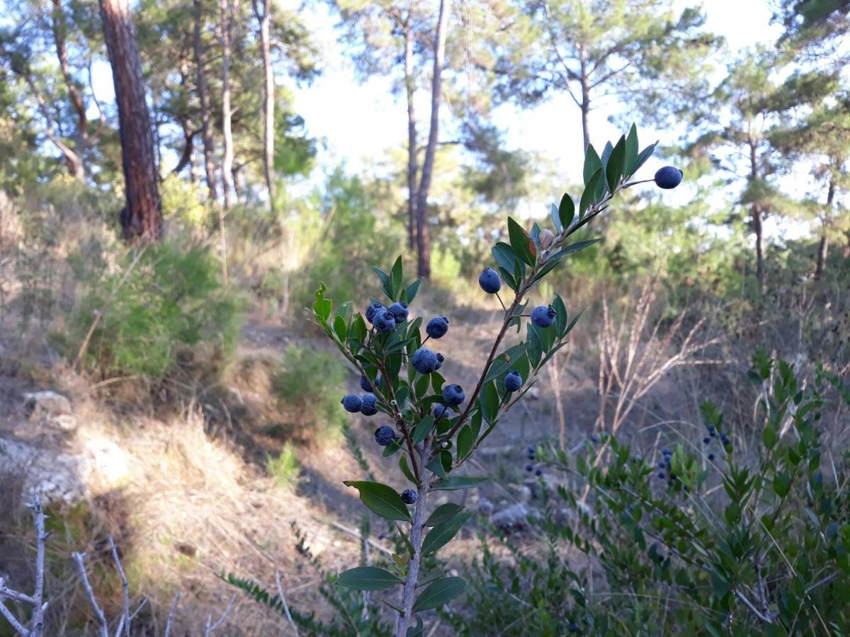 Lejlighed Forest Park
