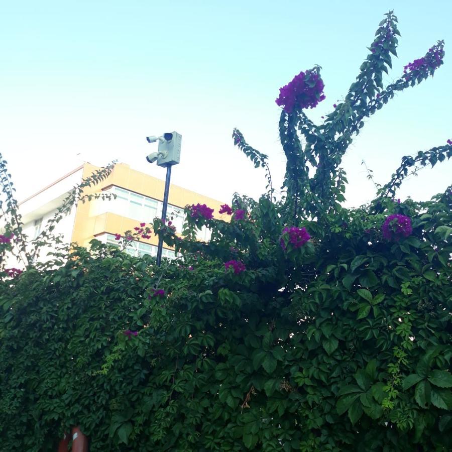 Druid Grove Residance Alanya