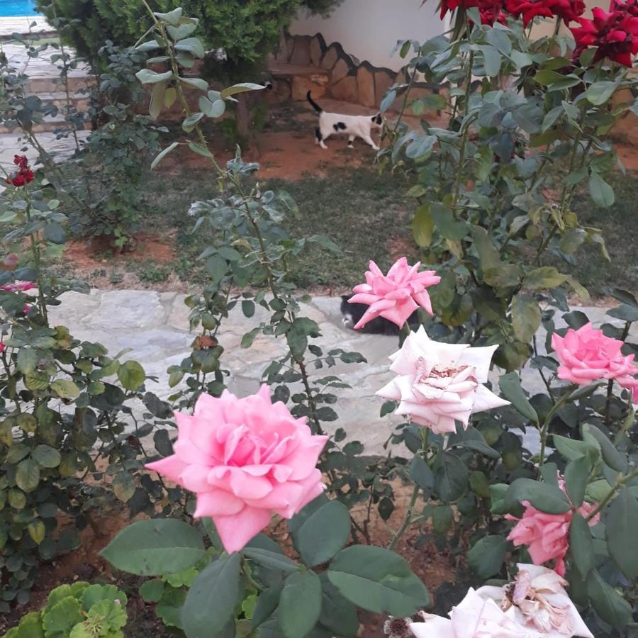 Druid Grove Residance Alanya