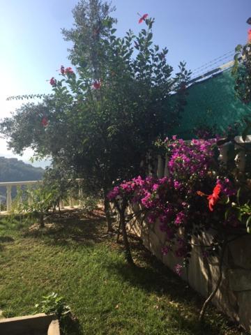 Zehra Private Pool & Garden