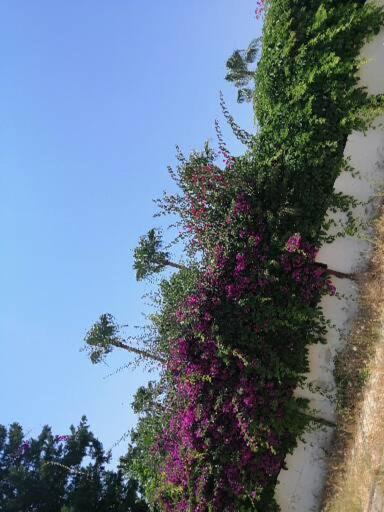 Villa çimtur Tatil Sitesi 3+1 *
