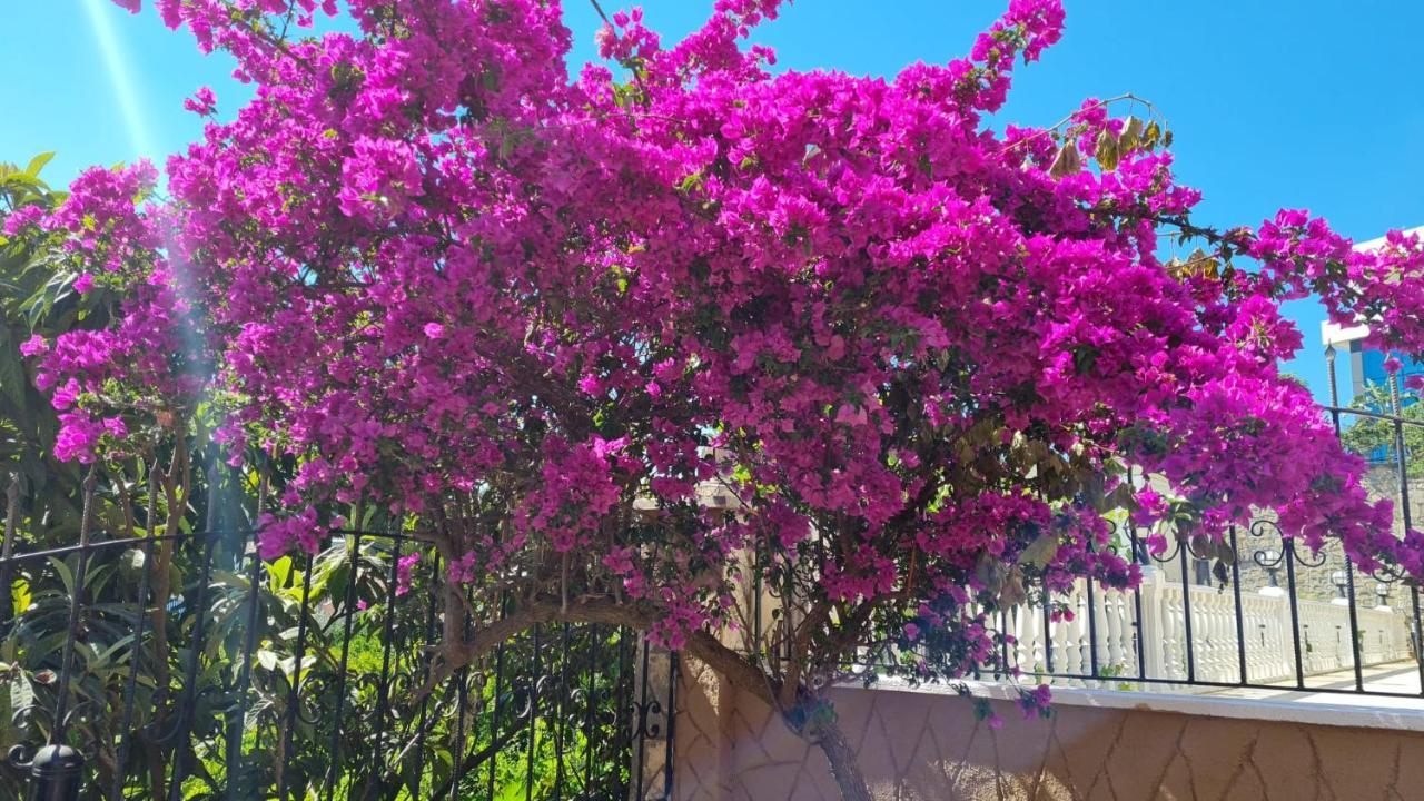 Camelia Bed & Breakfast Alanya