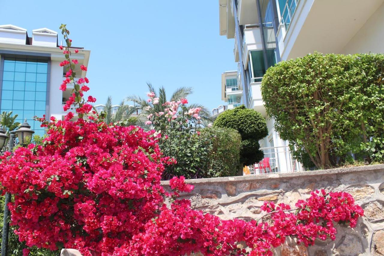 Olive Alanya