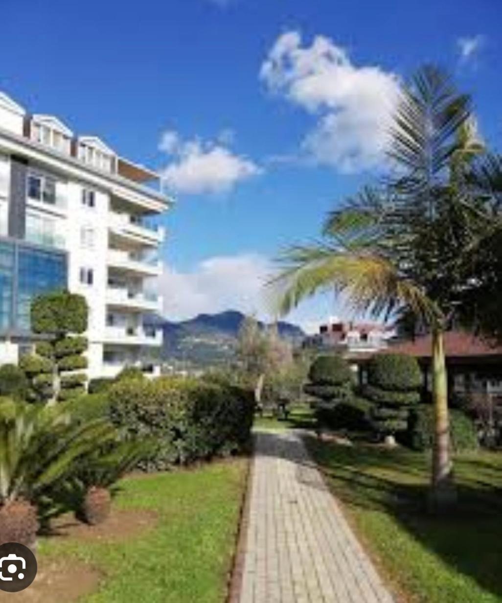 Olive Alanya
