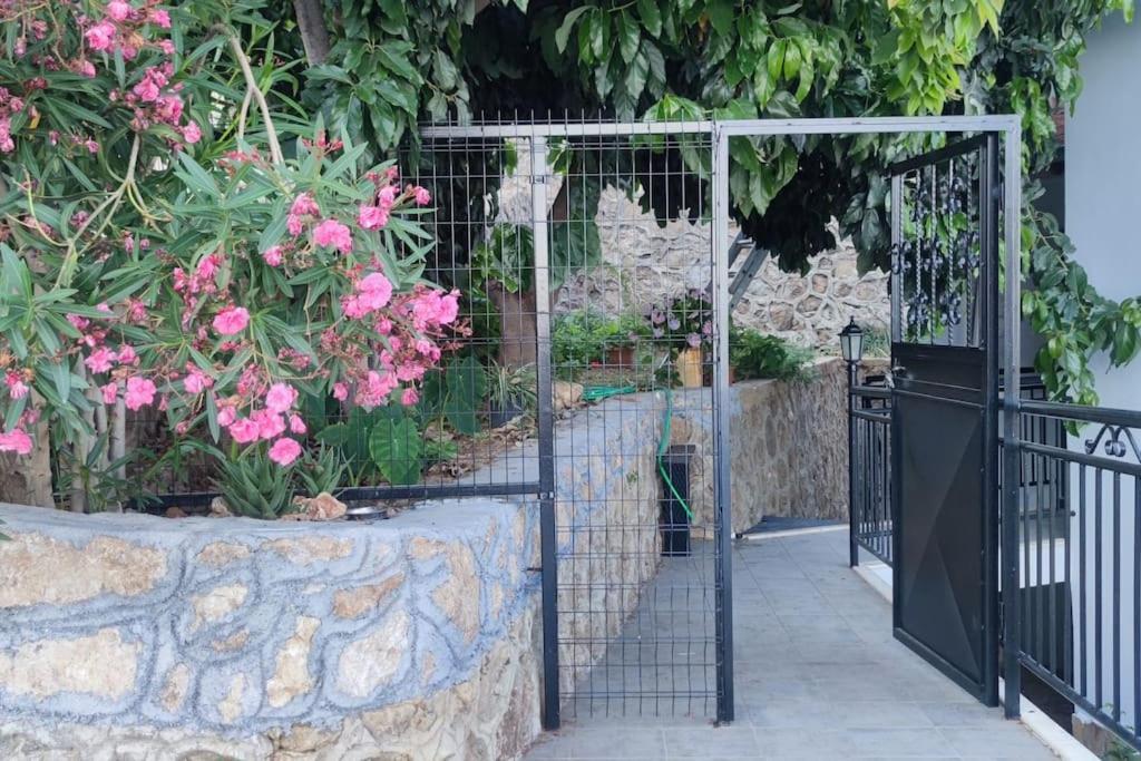 Halit Alanya