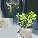 Jasmin 3
